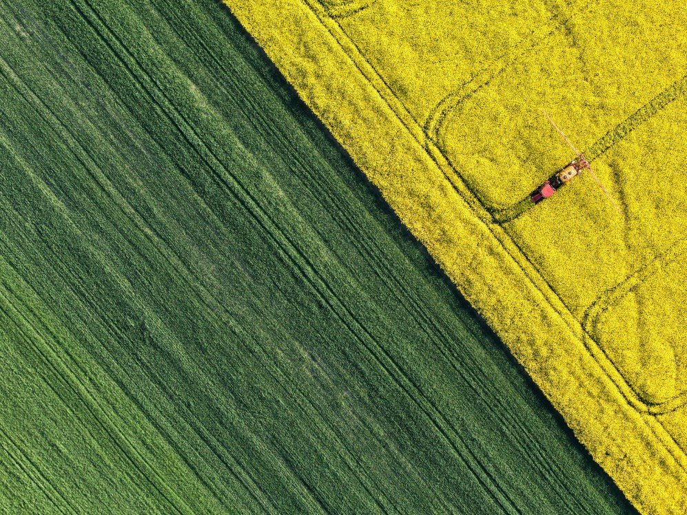 Harvest Fields Poland