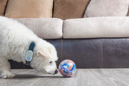 ‘Pebby Smart Ball’ is an advanced robotic pet sitter to keep your pet entertained