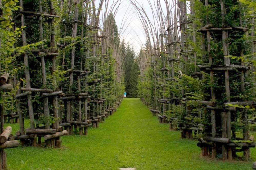 Tree Cathedral 5