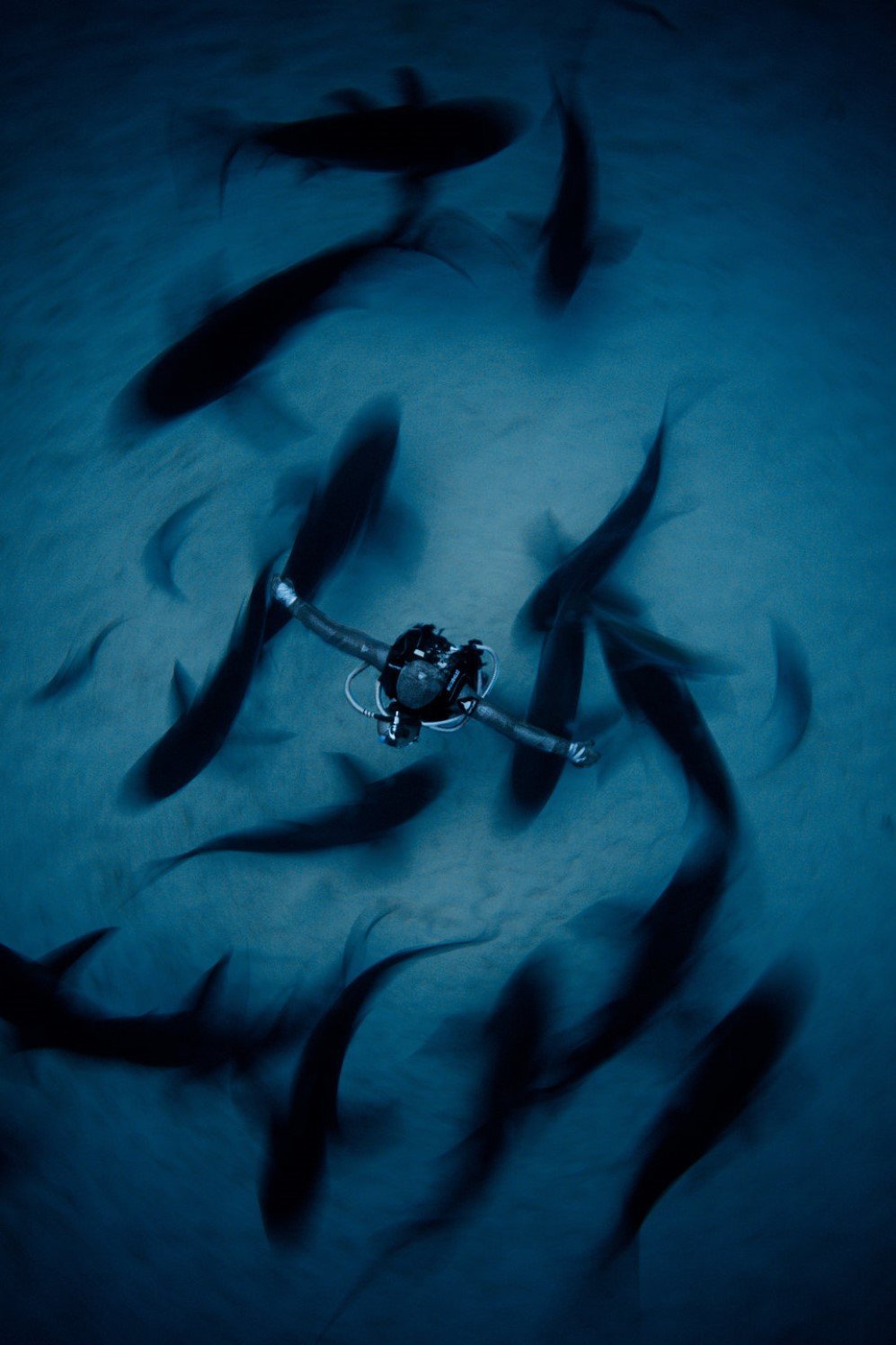 Underwater Photographer of the Year Contest 1