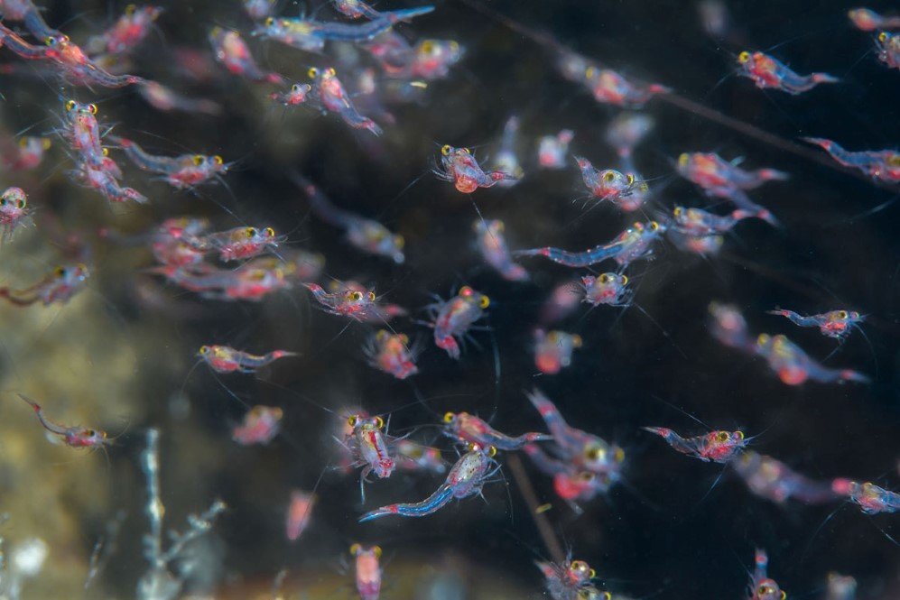 Underwater Photographer of the Year Contest 10