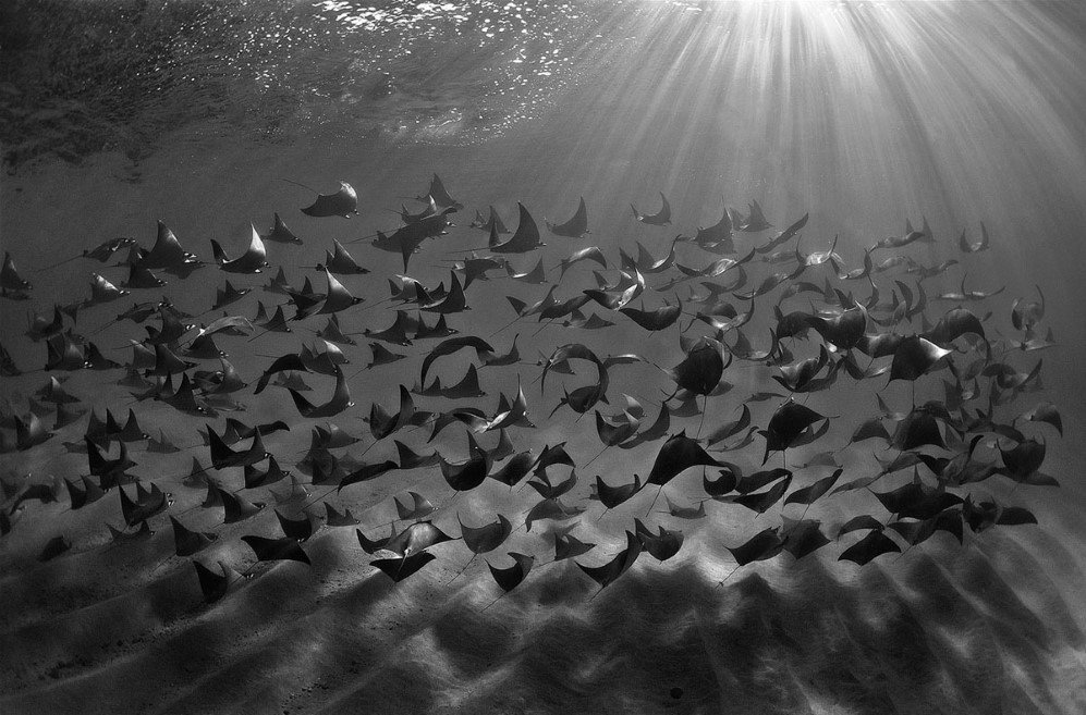 Underwater Photographer of the Year Contest 12