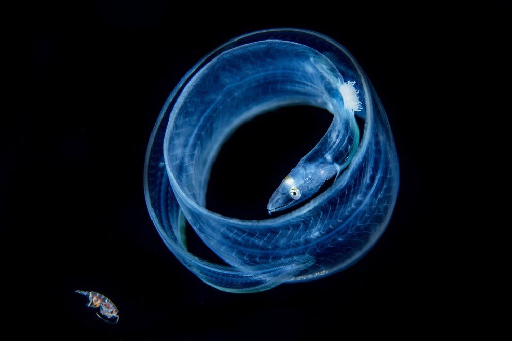 Underwater Photographer of the Year Contest 2