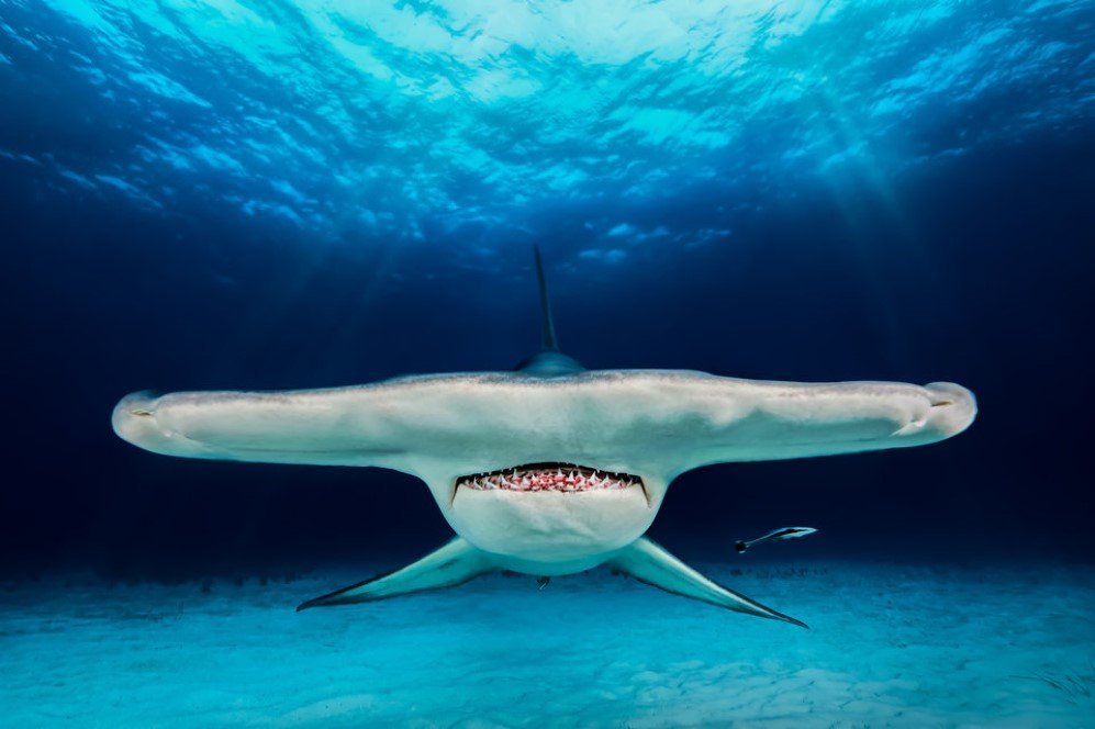 Underwater Photographer of the Year Contest 3