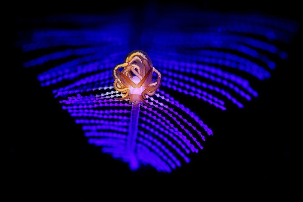 Underwater Photographer of the Year Contest 5