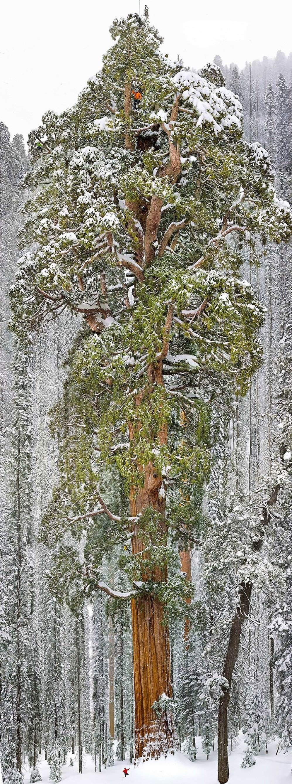 Giant Sequoia Tree California USA