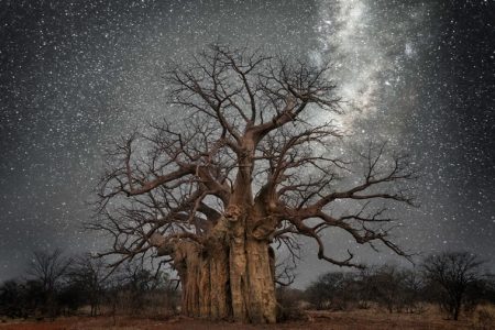 Breathtaking photographs by Beth Moon capture world’s oldest trees illuminated by starlight