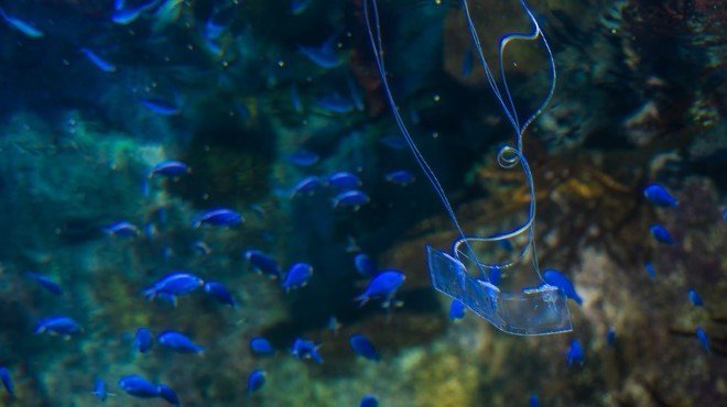 Transparent Robotic Eel 1