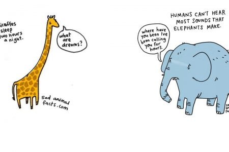 Learn more about your favourite animals with Brooke Barker’s adorable illustrations