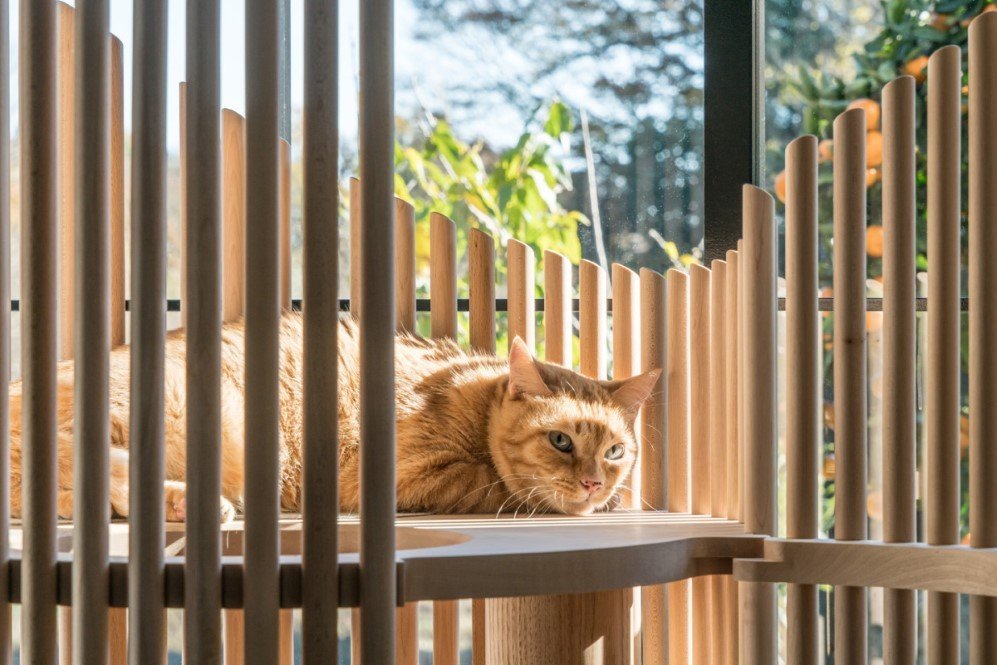 Cat Tree by Yoh Komiyam 5