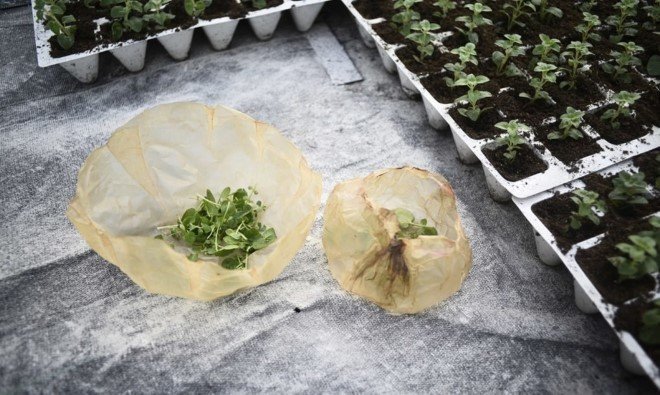 Scoby The Edible Packaging Material 2
