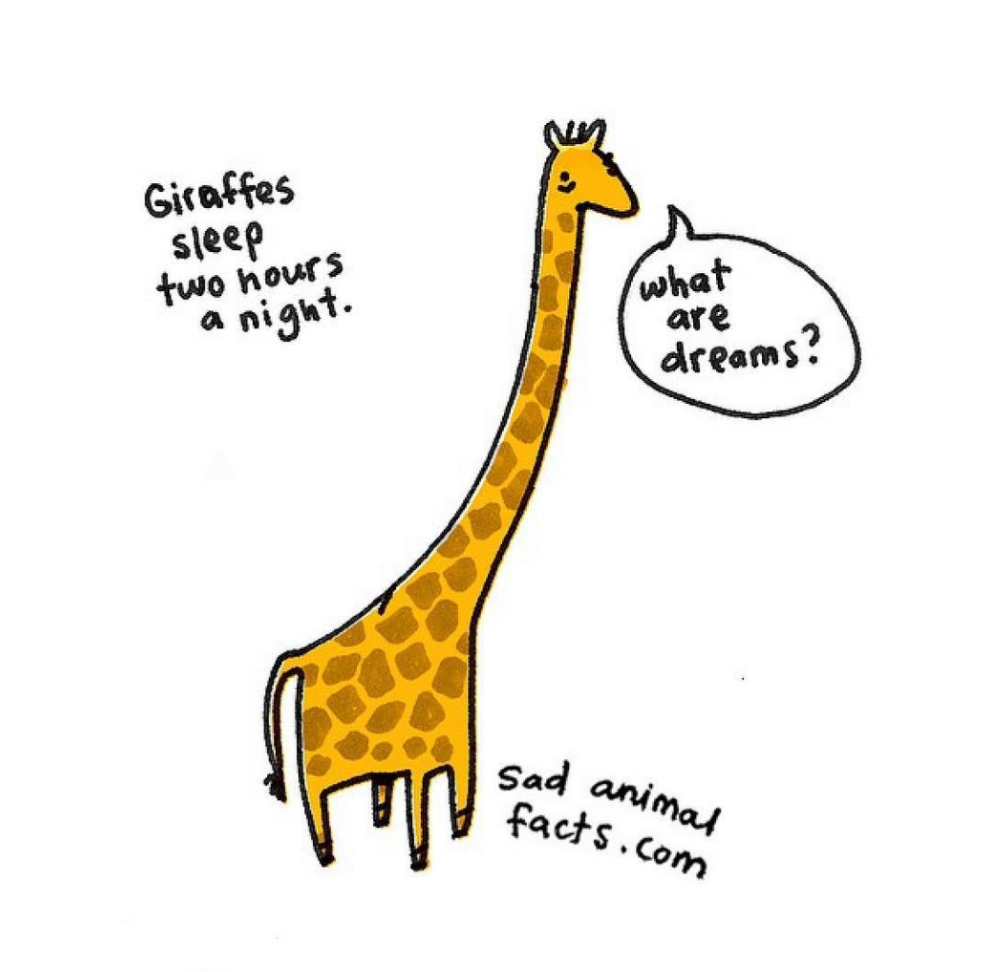 animals 1