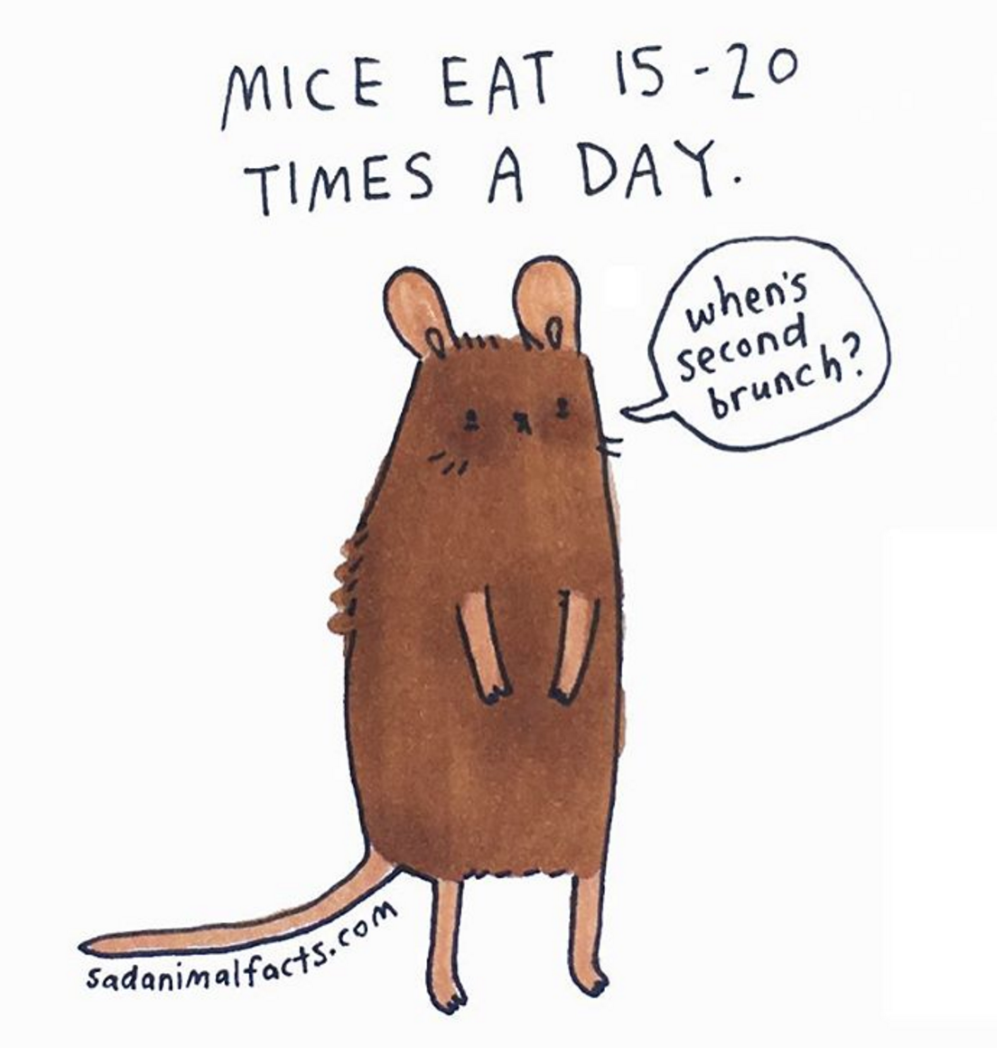 animals 15