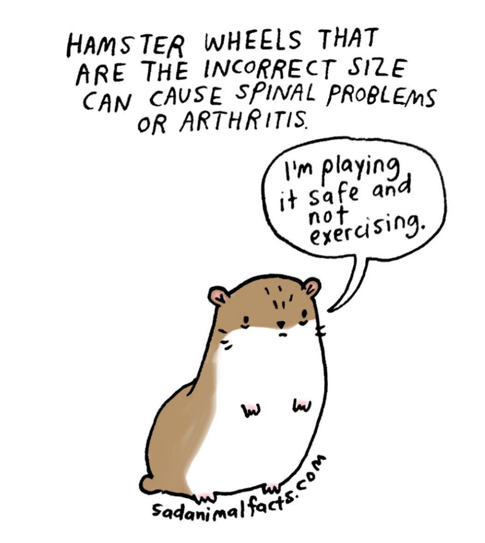 animals 19