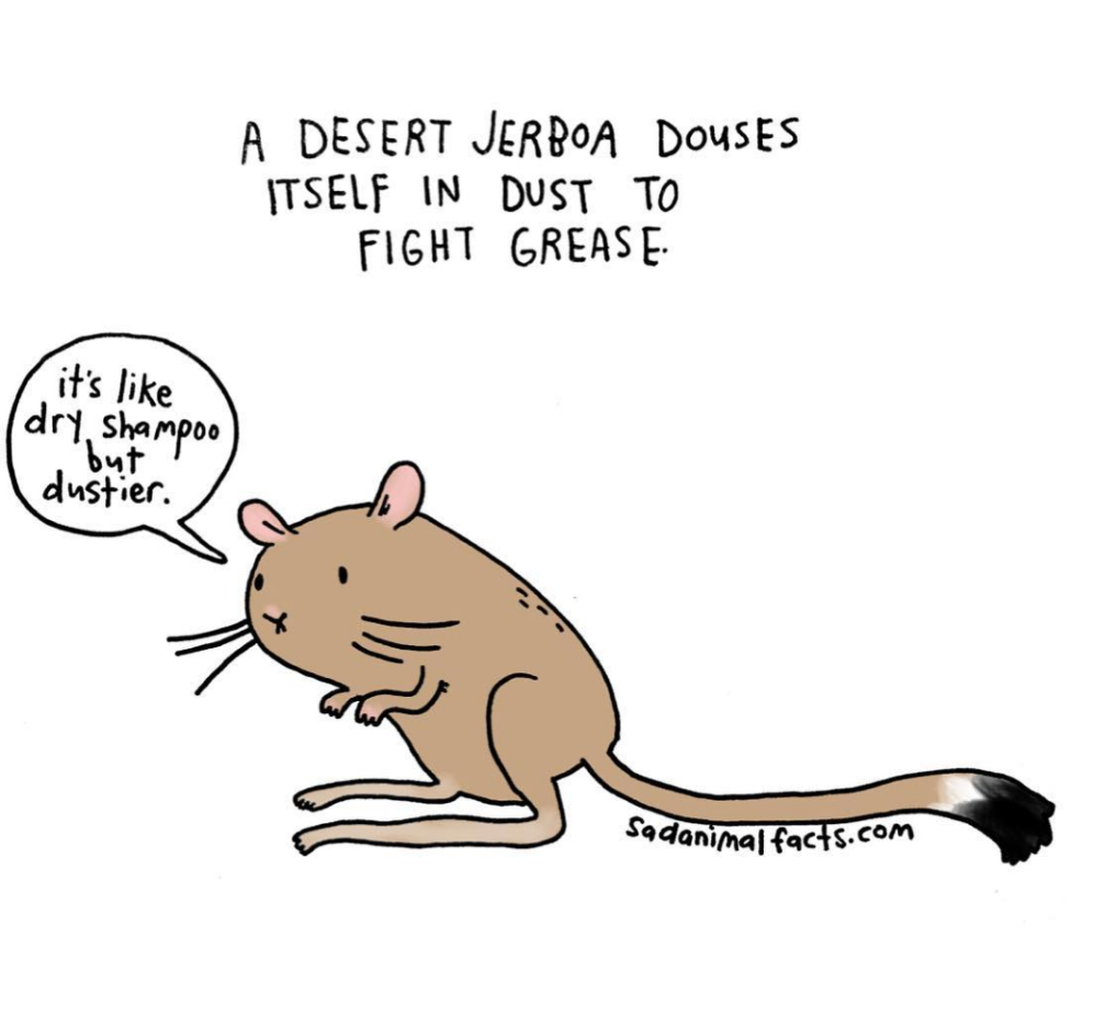 animals 21