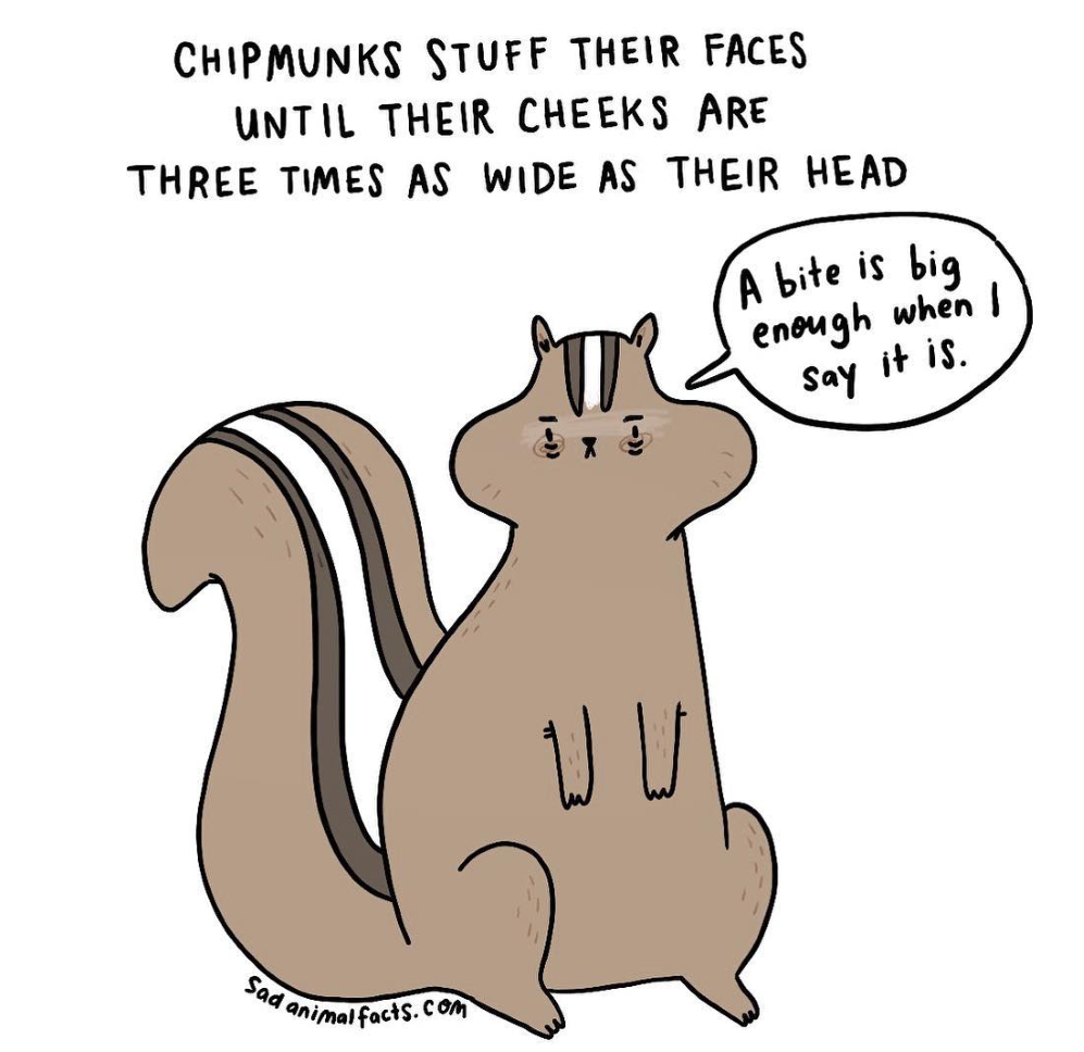 animals 24