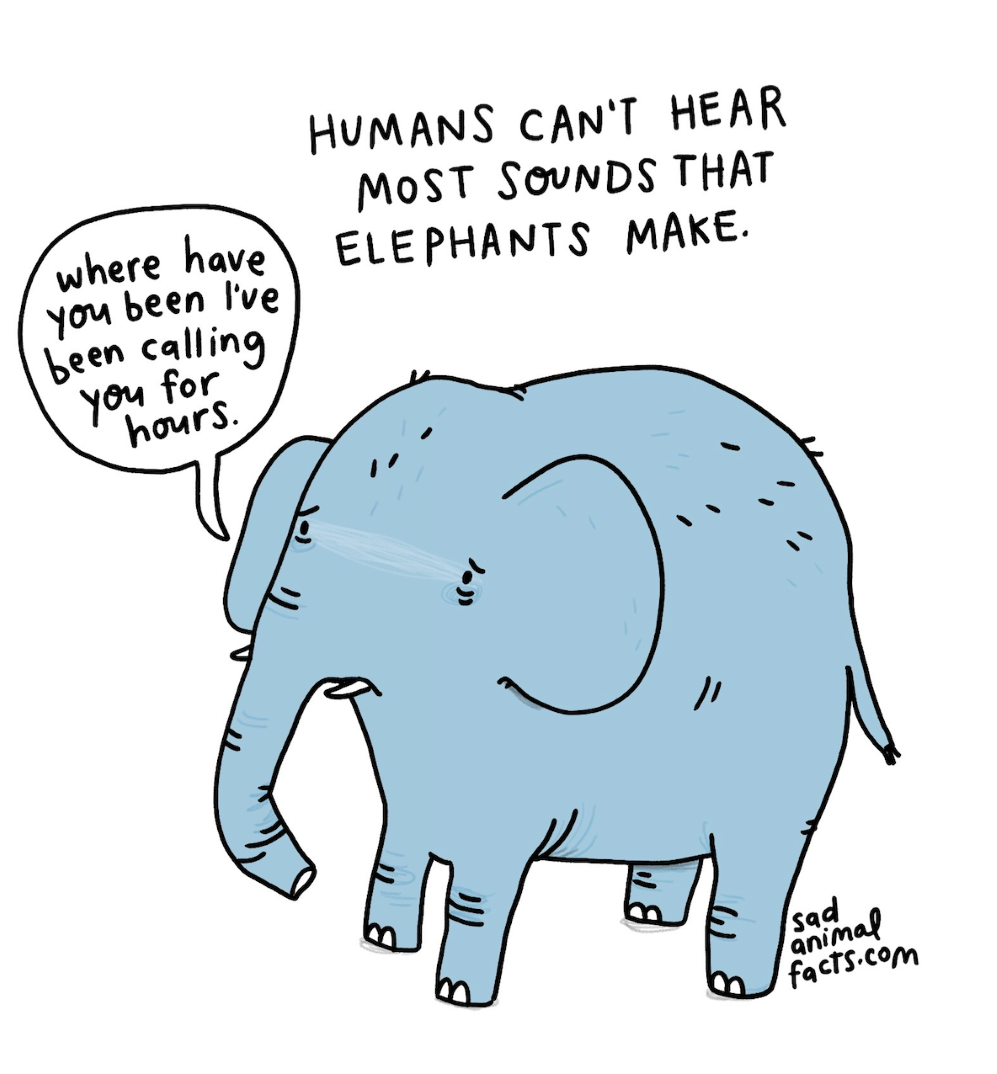 animals 28