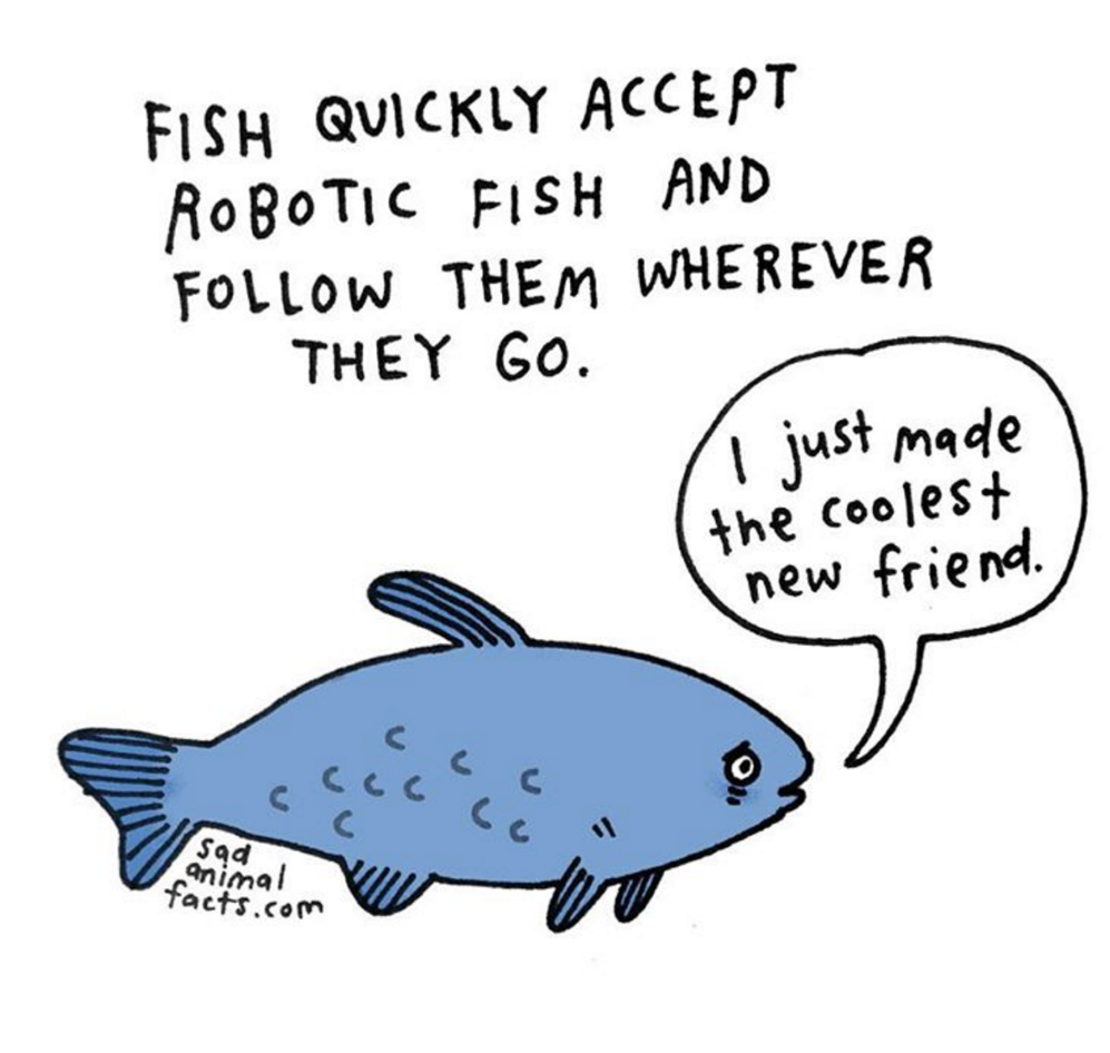 animals 4