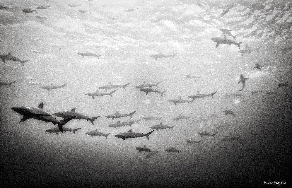 underwater 11