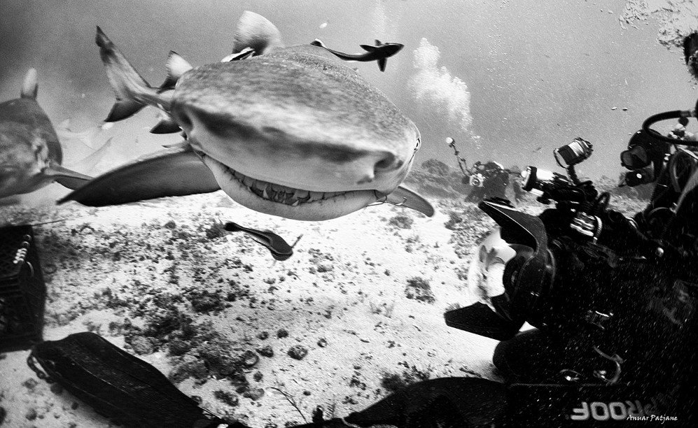 underwater 5