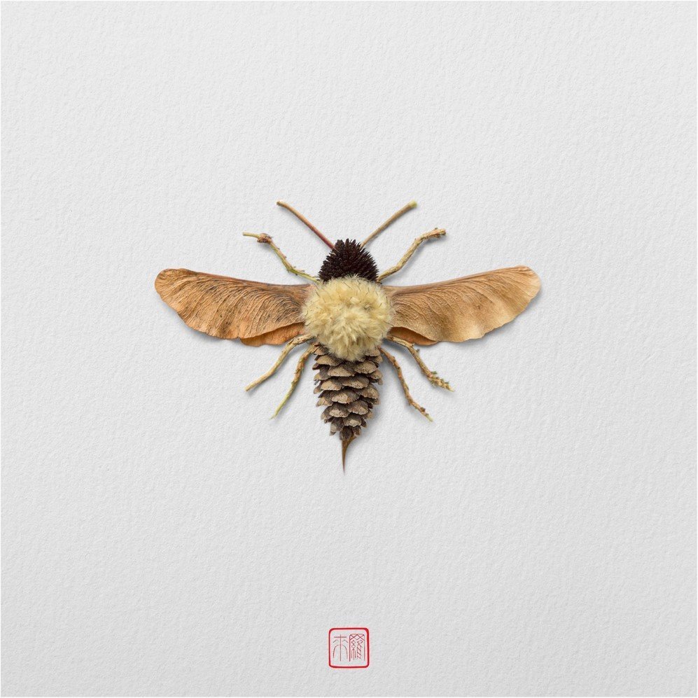 insects 4