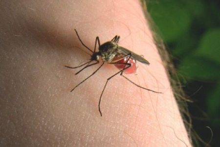 Treat the mosquito bites with these easy home remedies