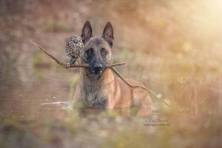 This Dog and Owl’s friendship photographs will melt your heart