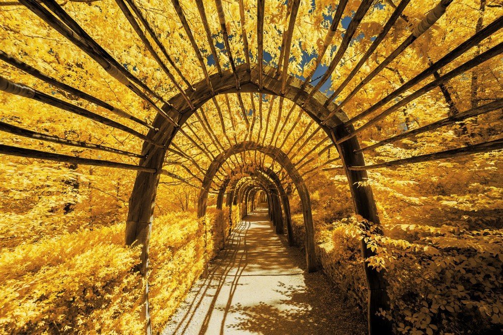 yellow 6