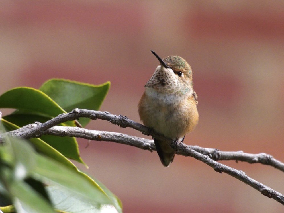 humming bird 7