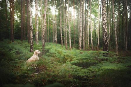 Photographer captures mesmerizing portraits of dogs as they explore scenic locations