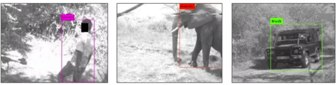 AI Camera to Protect Wildlife 1