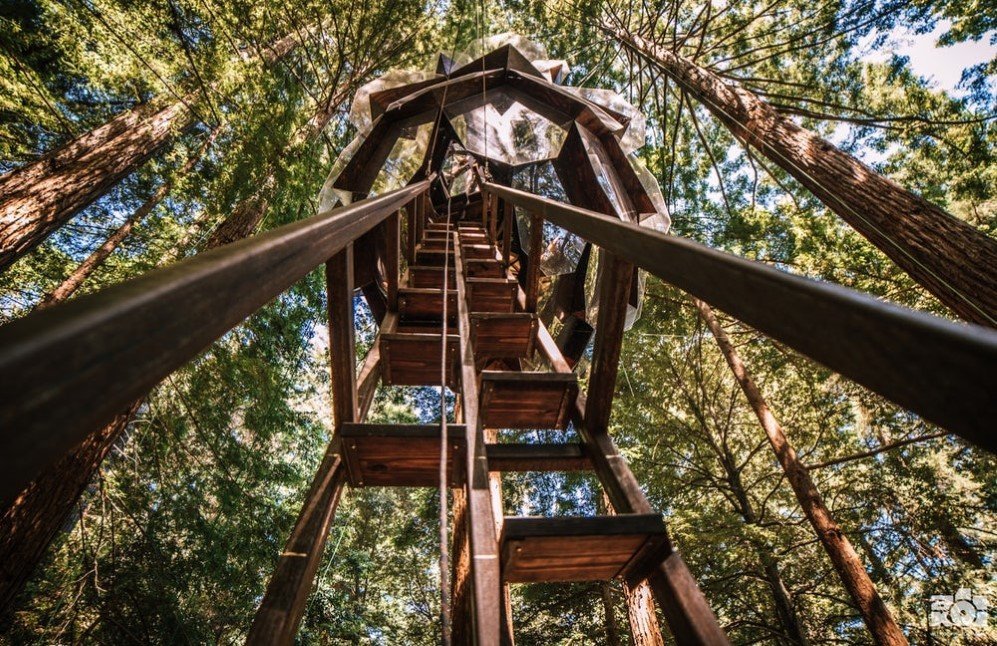 Pinecone Treehouse 11