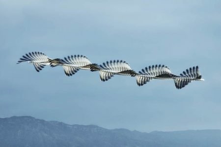 These digitally manipulated photographs show the elusive patterns that the birds make up on the sky
