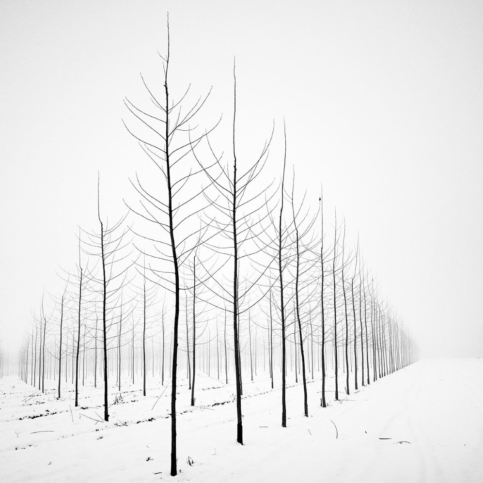 bare trees 1