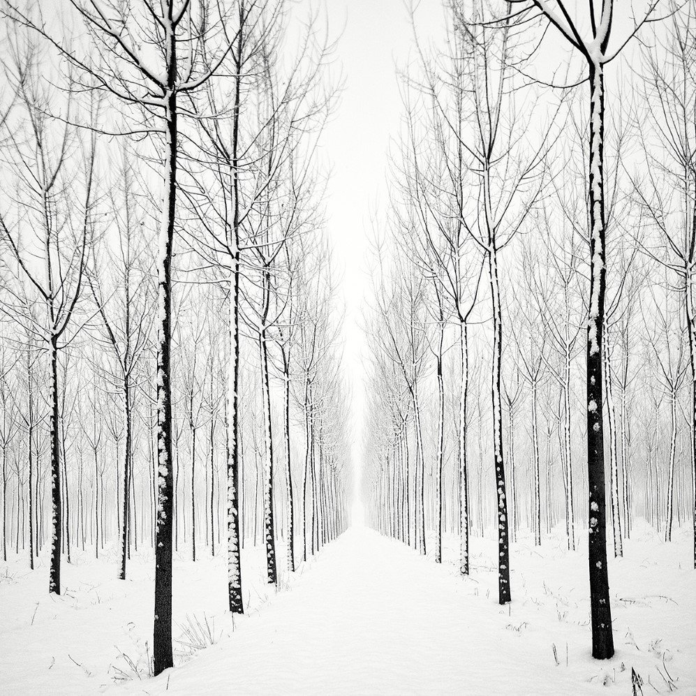 bare trees 2