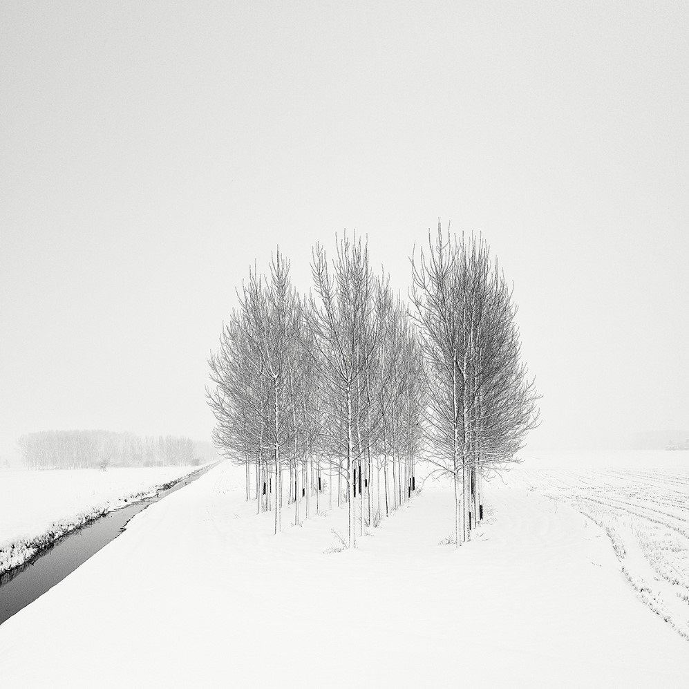 bare trees 3