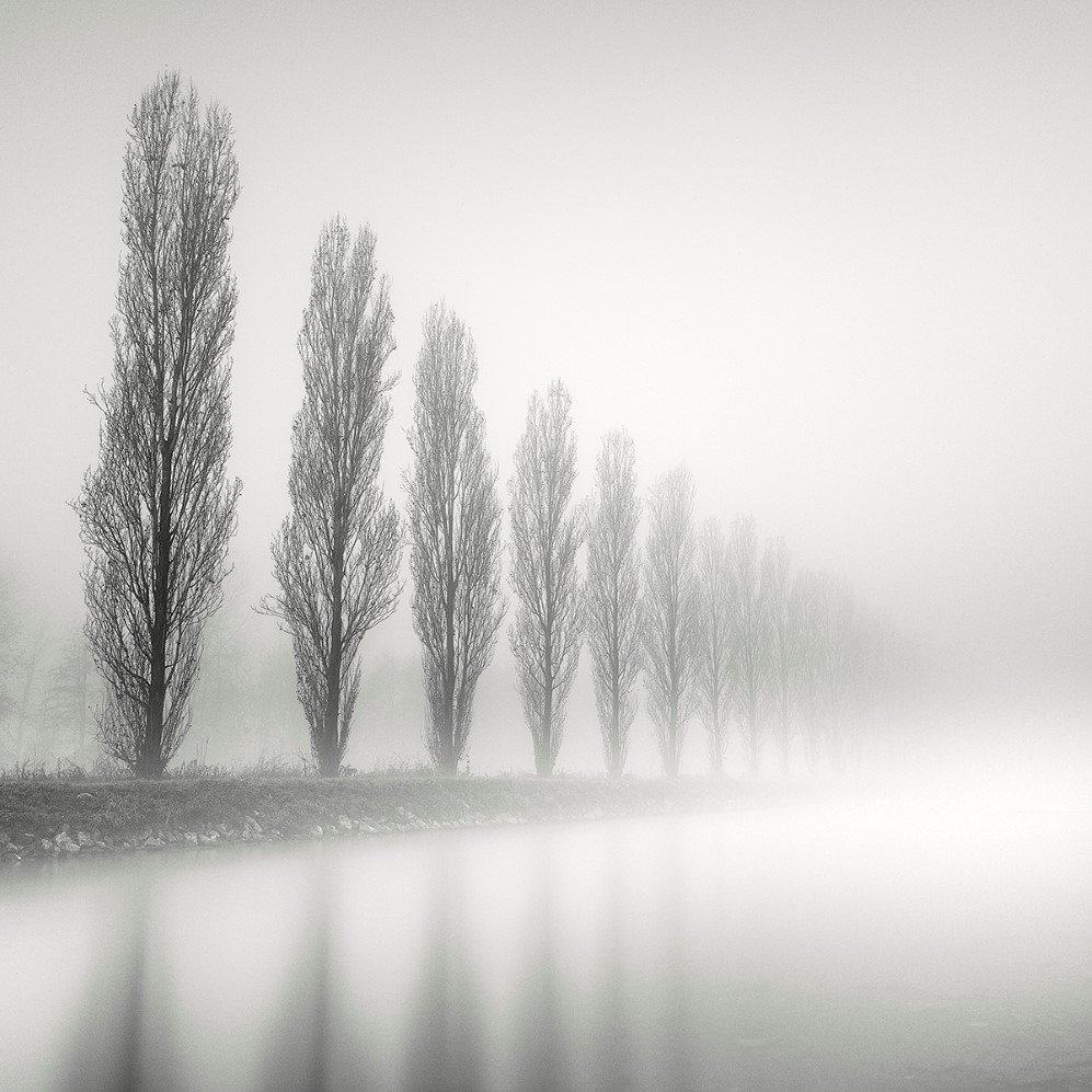 bare trees 6
