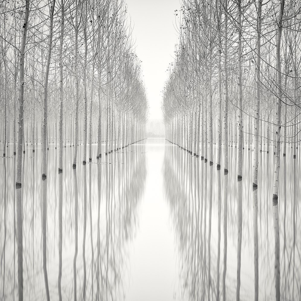 bare trees 9