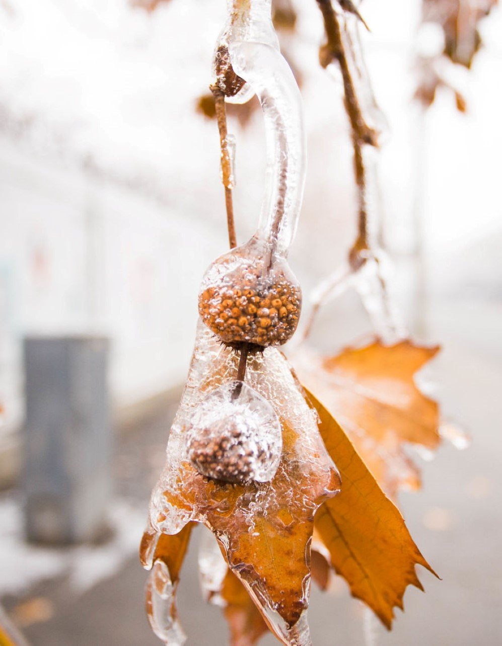 frozen rain 12