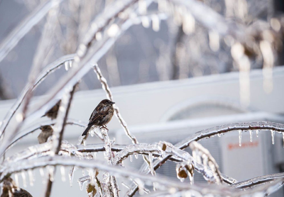 frozen rain 4
