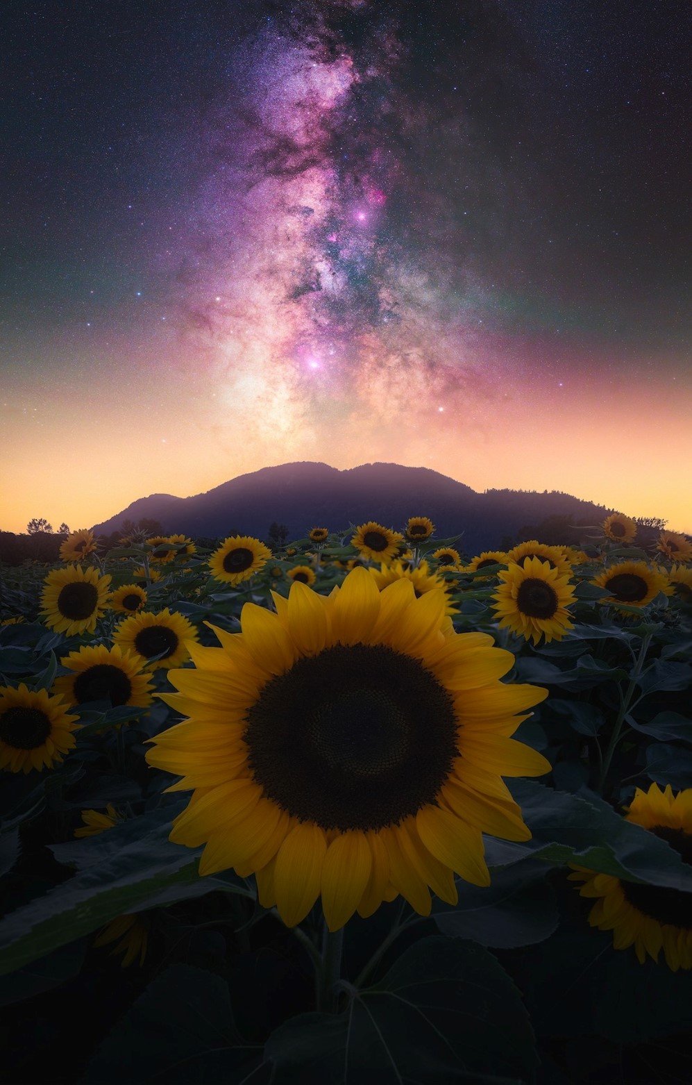 stars 6