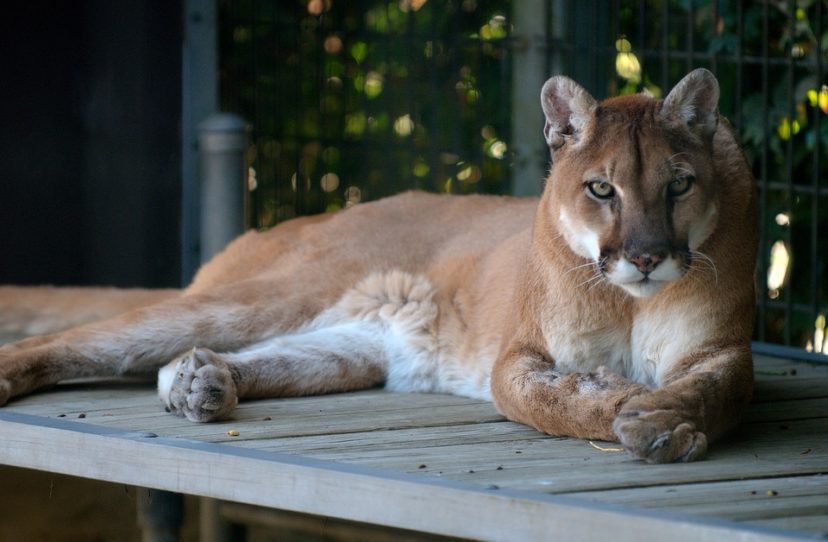 puma animal information in marathi