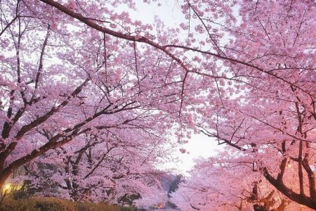 Photographer captures Japan flushed in pastel pink during the cherry blossom