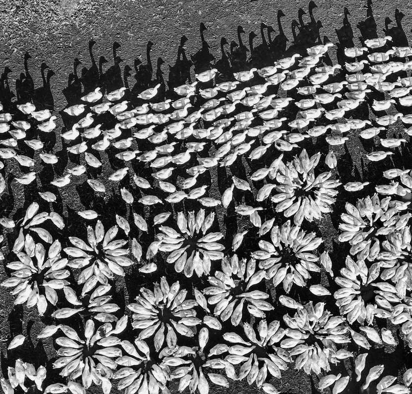 Skypixel Drone Photo Awards 2018