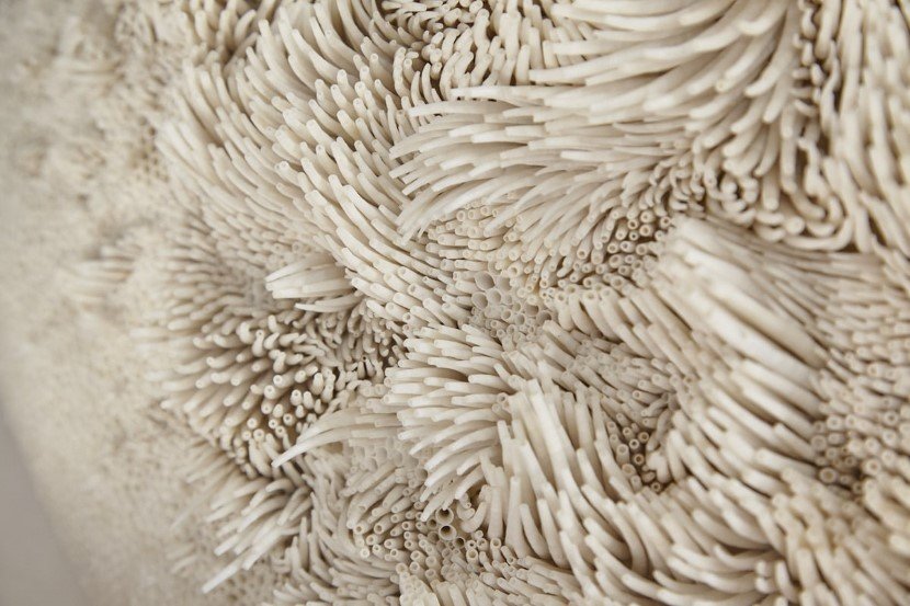 Seashell sculpture by Rowan Mersh