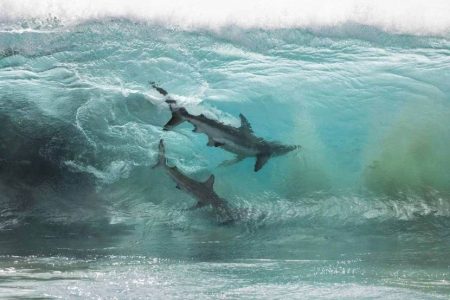 These photographs of sharks are as up close as it can get