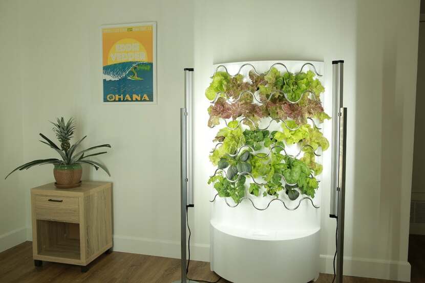 Vertical Garden