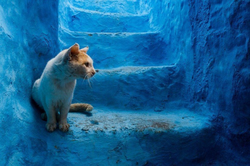 blue 4