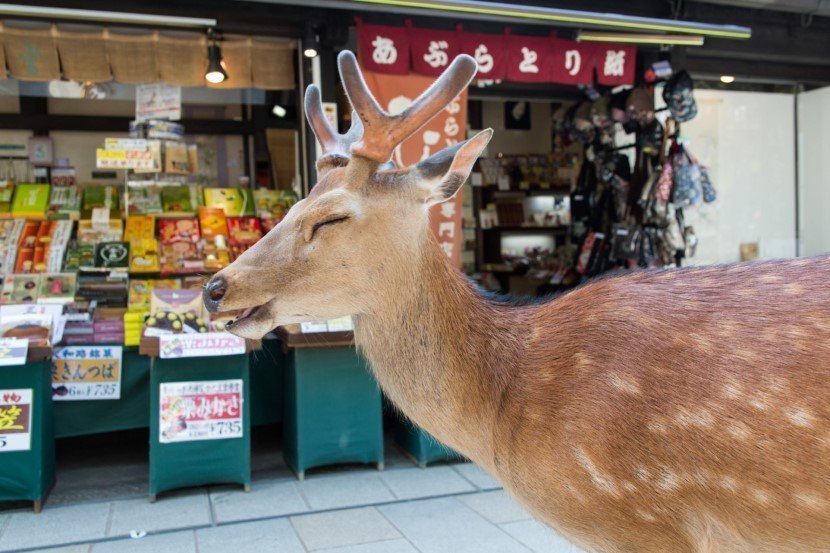 Deer in Japan