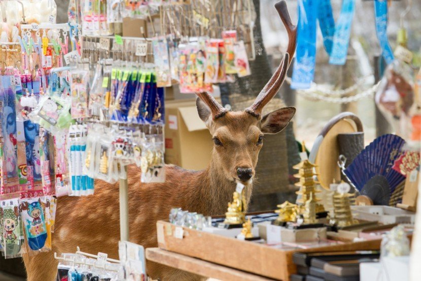 Deer in Japan